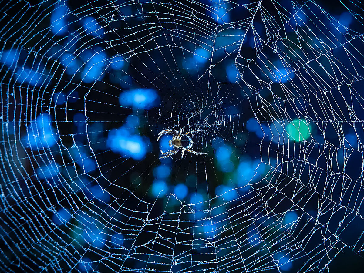 Spiders Get Information From the Vibrations of Their Webs, Smart News